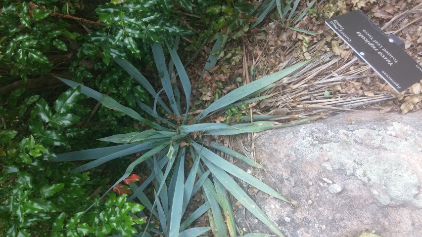 Yucca ruplicola plantplacesimage20150628_163226.jpg