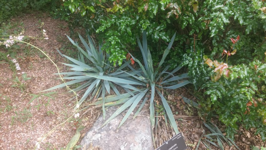 Yucca ruplicola plantplacesimage20150628_163237.jpg