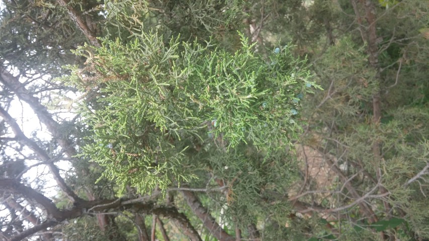Juniperus occidentalis plantplacesimage20150628_163825.jpg