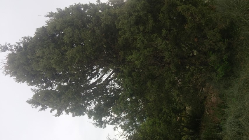 Juniperus occidentalis plantplacesimage20150628_163835.jpg