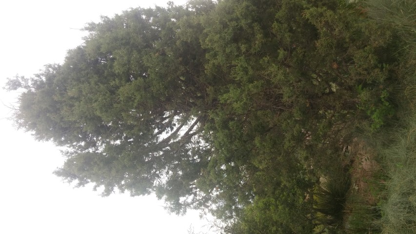 Juniperus occidentalis plantplacesimage20150628_163857.jpg
