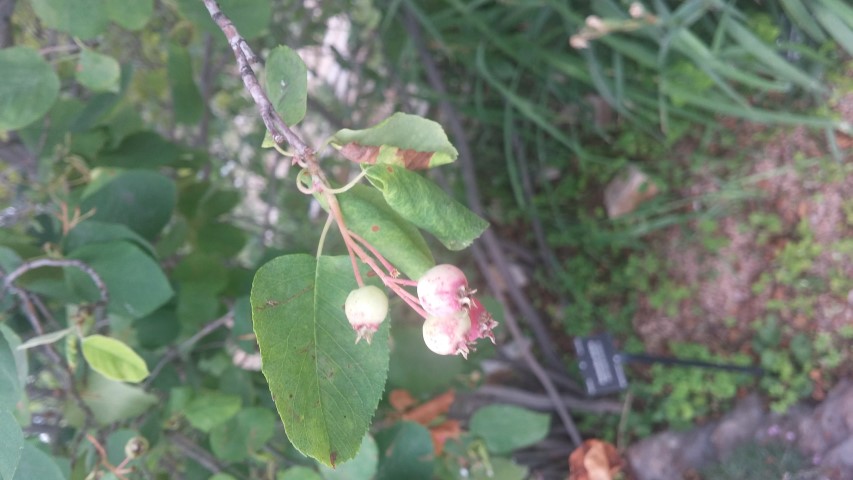 Amelanchier alnifolia plantplacesimage20150628_164610.jpg