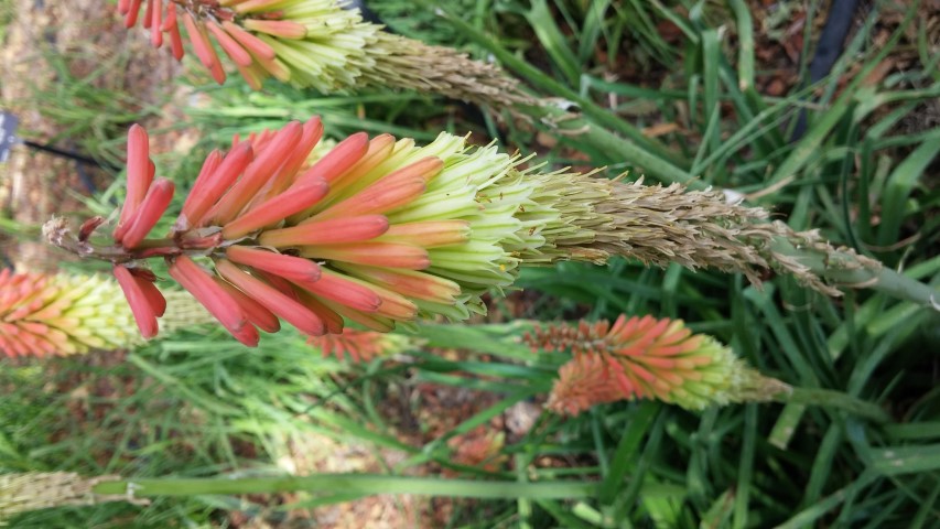 Kniphofia spp plantplacesimage20150628_165448.jpg