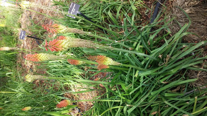 Kniphofia spp plantplacesimage20150628_165458.jpg