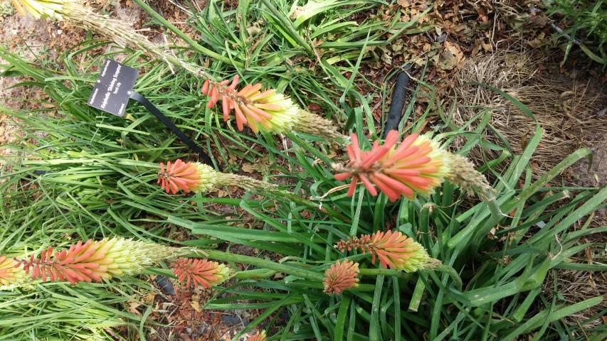 Kniphofia spp plantplacesimage20150628_165508.jpg