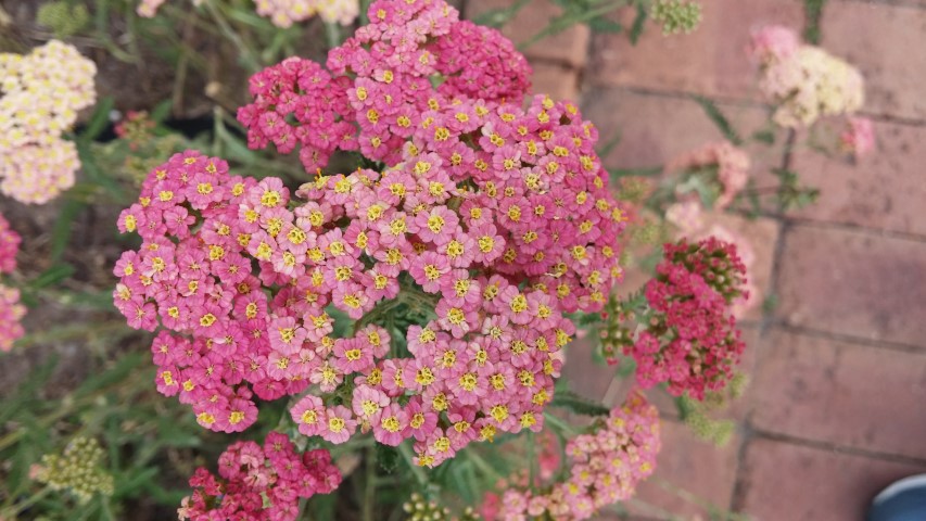 Achillea spp plantplacesimage20150628_170701.jpg