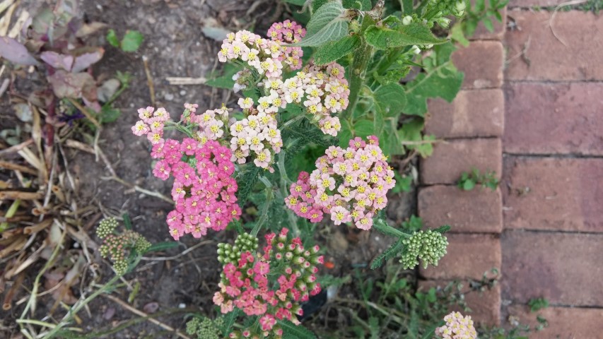 Achillea spp plantplacesimage20150628_170712.jpg