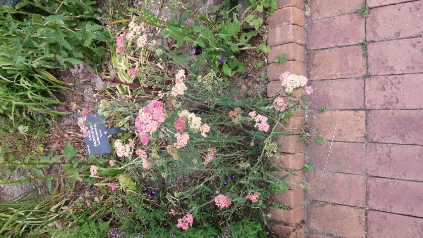 Achillea spp plantplacesimage20150628_170720.jpg