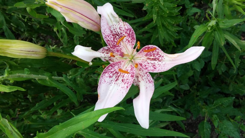 Lilium spp plantplacesimage20150628_170815.jpg