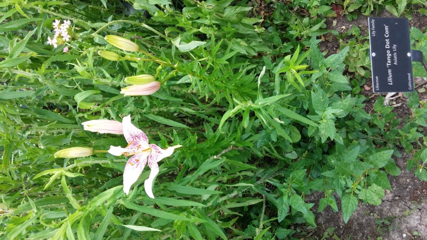 Lilium spp plantplacesimage20150628_170827.jpg