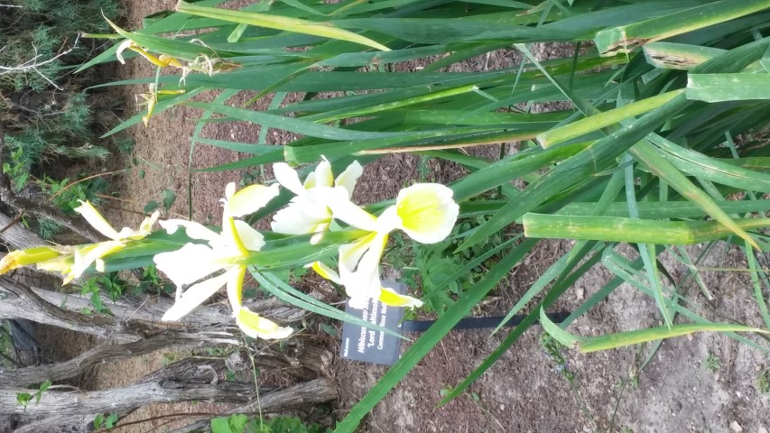 Iris spuria plantplacesimage20150628_170948.jpg