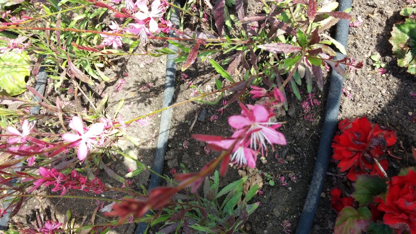 Gaura lindheimeri plantplacesimage20150704_143505.jpg