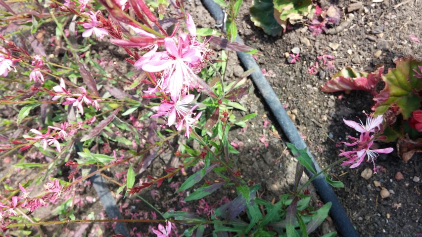 Gaura lindheimeri plantplacesimage20150704_143526.jpg