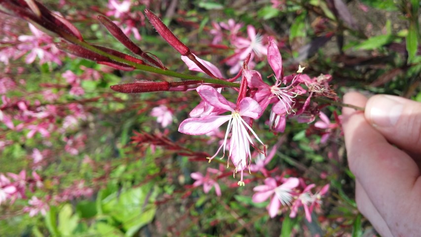 Gaura lindheimeri plantplacesimage20150704_143536.jpg