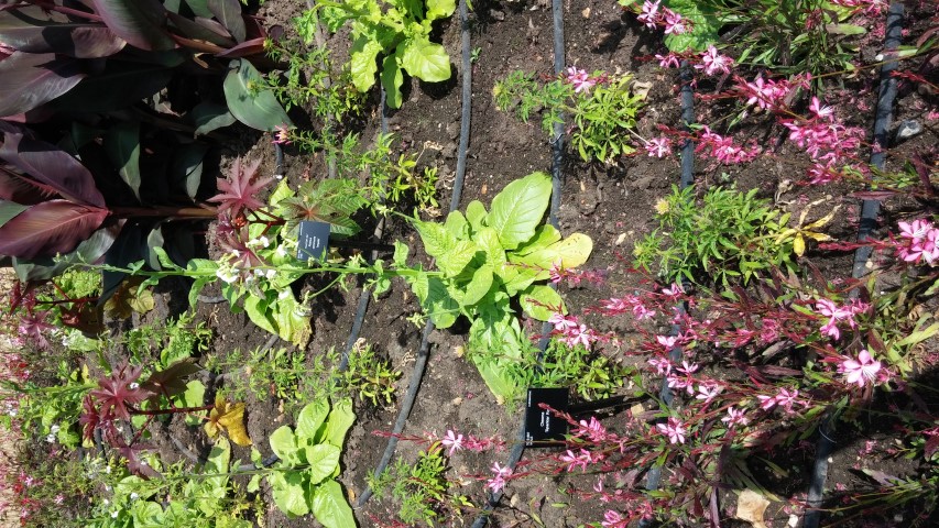 Nicotania mutabilis plantplacesimage20150704_143636.jpg