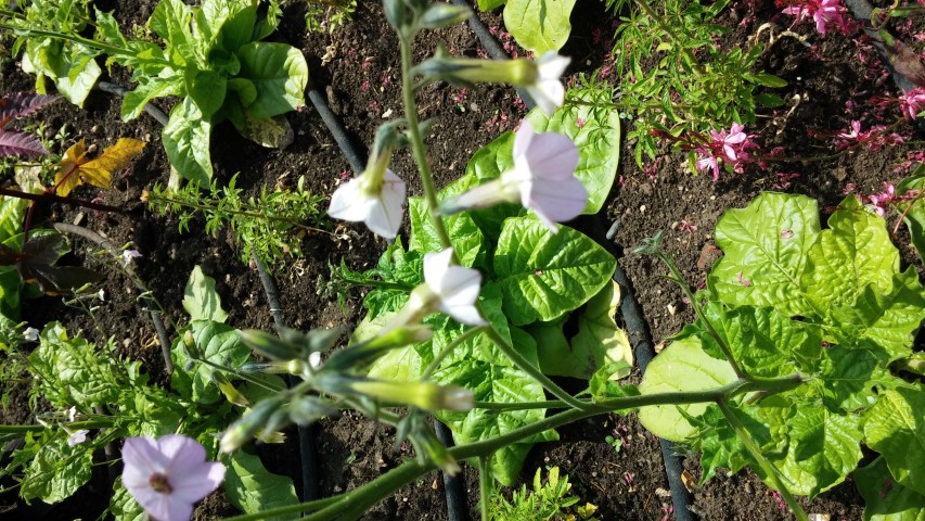 Nicotania mutabilis plantplacesimage20150704_143704.jpg