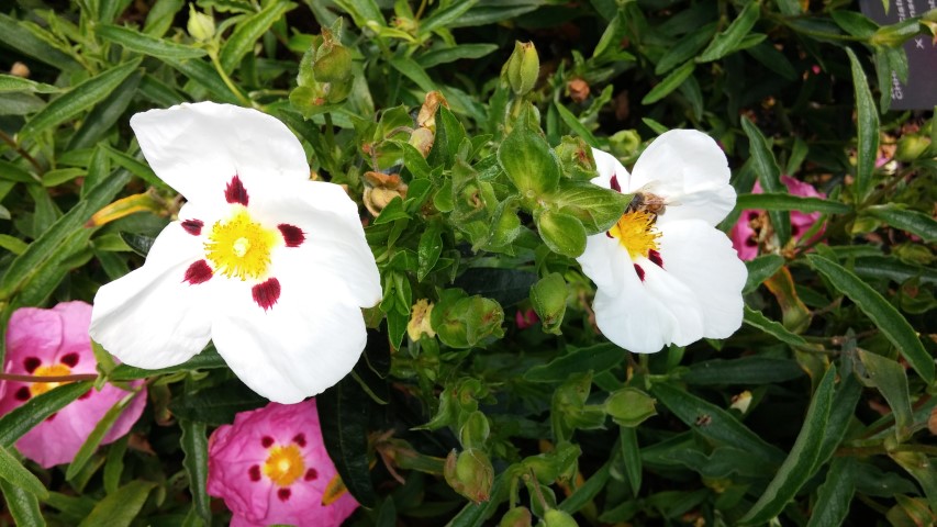 Cistus x dansereaui plantplacesimage20150704_143922.jpg