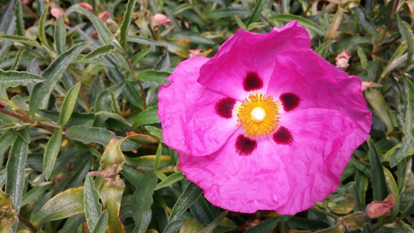 Cistus x dansereaui plantplacesimage20150704_143933.jpg