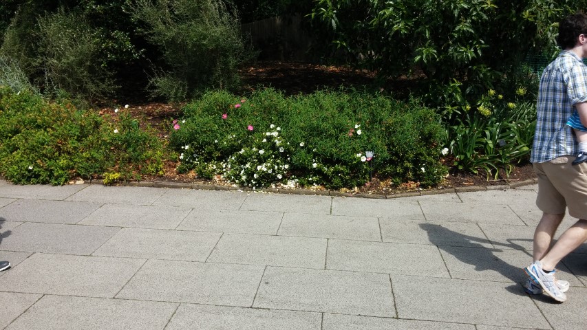 Cistus x dansereaui plantplacesimage20150704_143942.jpg