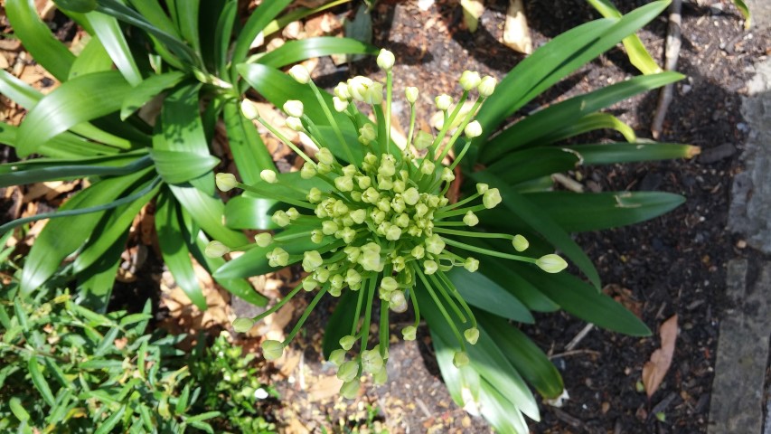 Agapanthus spp plantplacesimage20150704_144124.jpg