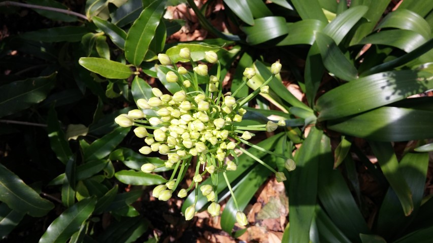 Agapanthus spp plantplacesimage20150704_144135.jpg