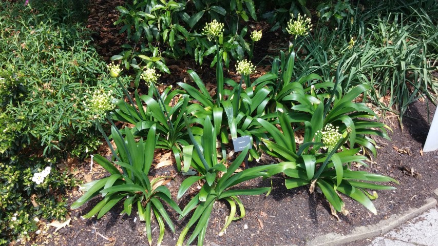 Agapanthus spp plantplacesimage20150704_144144.jpg