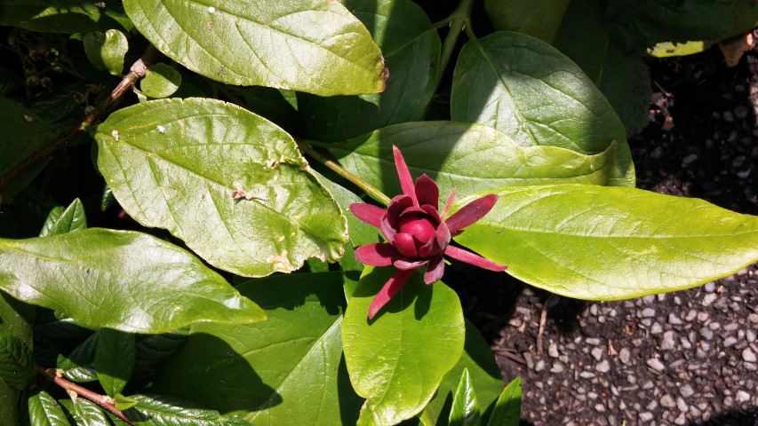 Calycanthus occidentalis plantplacesimage20150704_144313.jpg