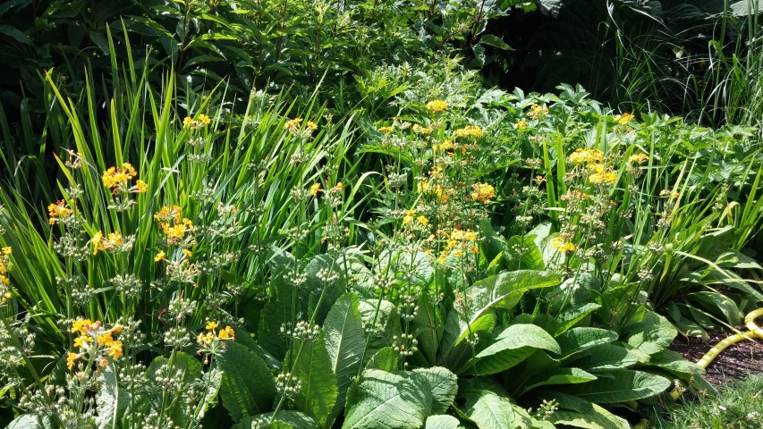 Primula bulleyana plantplacesimage20150704_145249.jpg