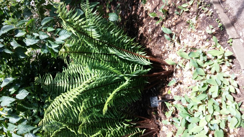 Dryopteris wallichiana plantplacesimage20150704_145828.jpg