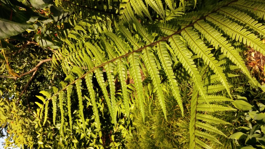 Dryopteris wallichiana plantplacesimage20150704_145842.jpg