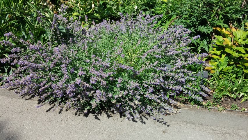 Nepeta x faassenii plantplacesimage20150704_150205.jpg