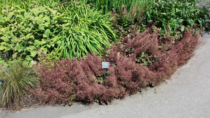 Heuchera plantplacesimage20150704_150231.jpg