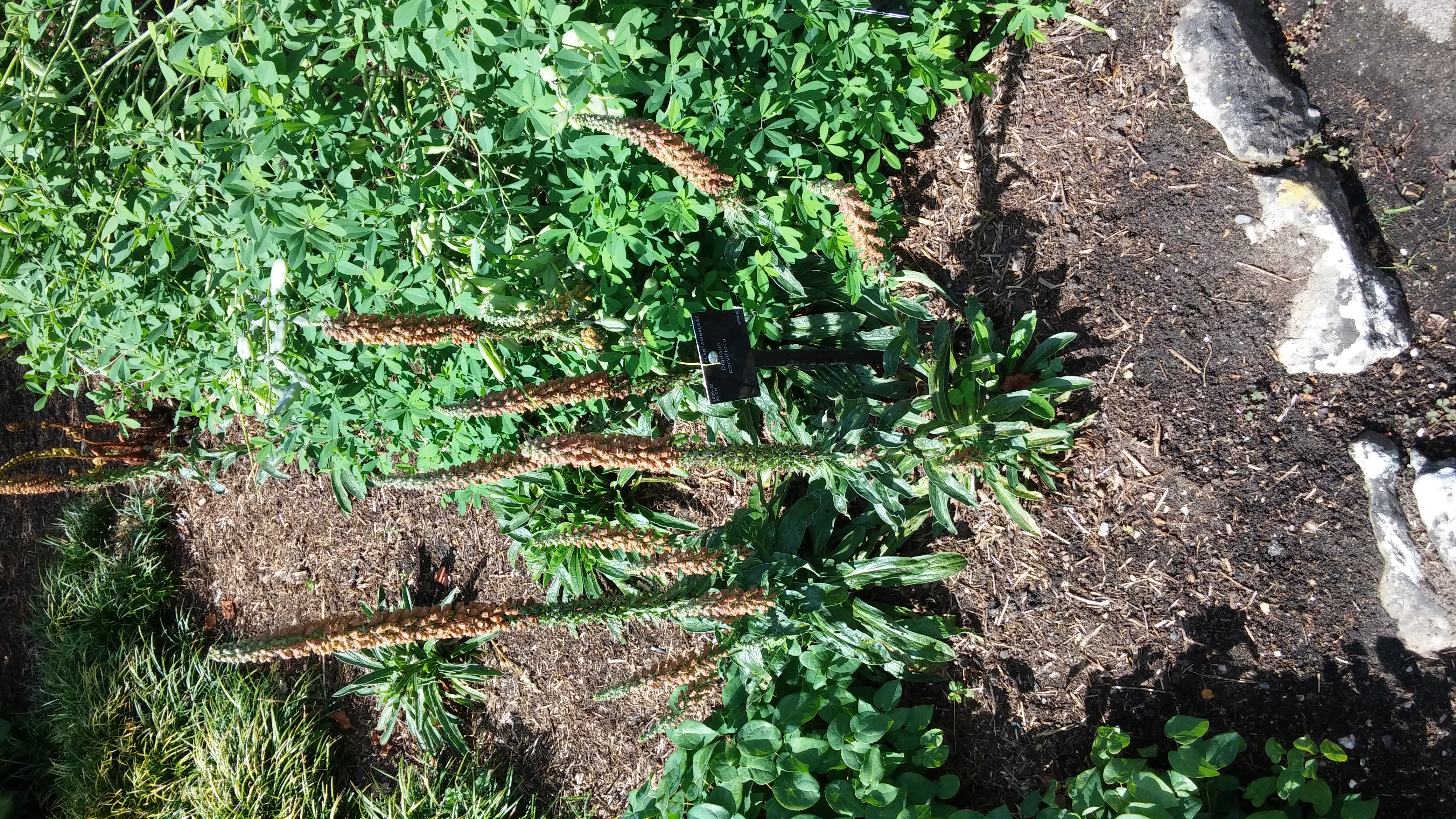 Digitalis parviflora plantplacesimage20150704_150422.jpg