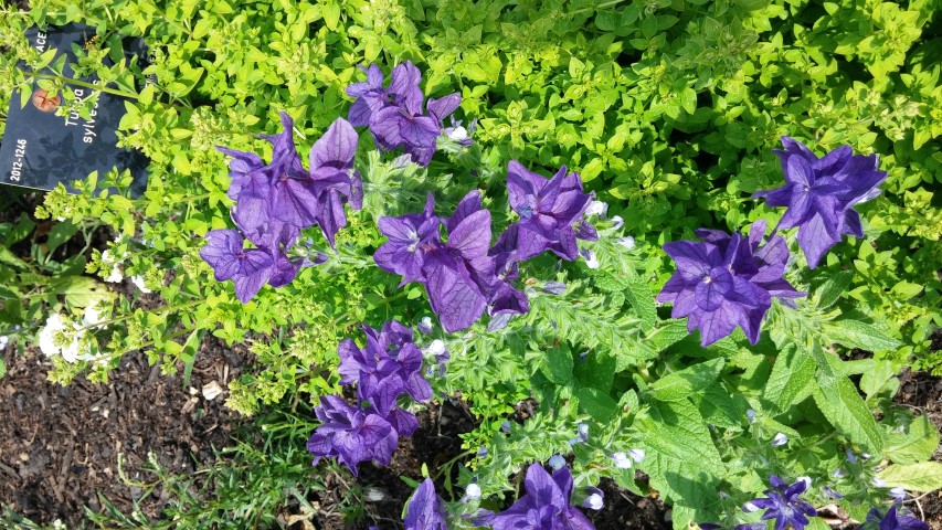 Salvia viridis plantplacesimage20150704_150636.jpg