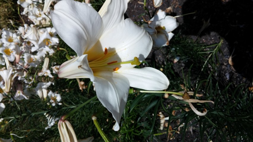 Colchicum  plantplacesimage20150704_150958.jpg