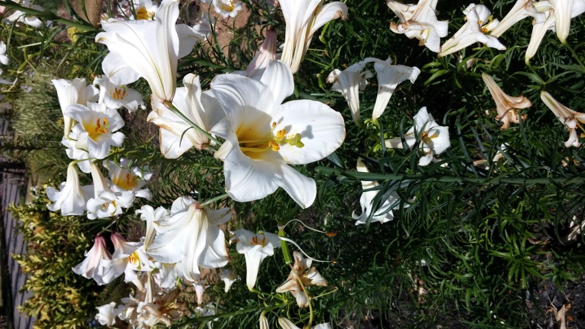 Colchicum plantplacesimage20150704_151012.jpg