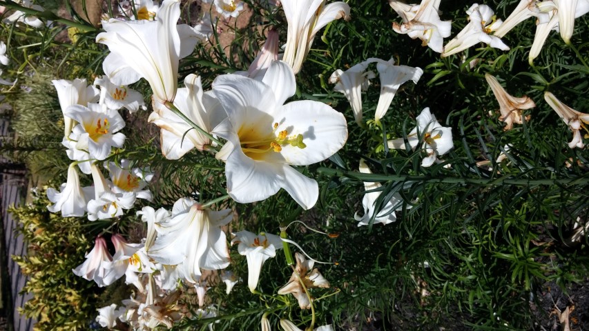 Colchicum  plantplacesimage20150704_151012.jpg