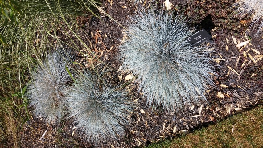 Festuca glauca plantplacesimage20150704_151347.jpg