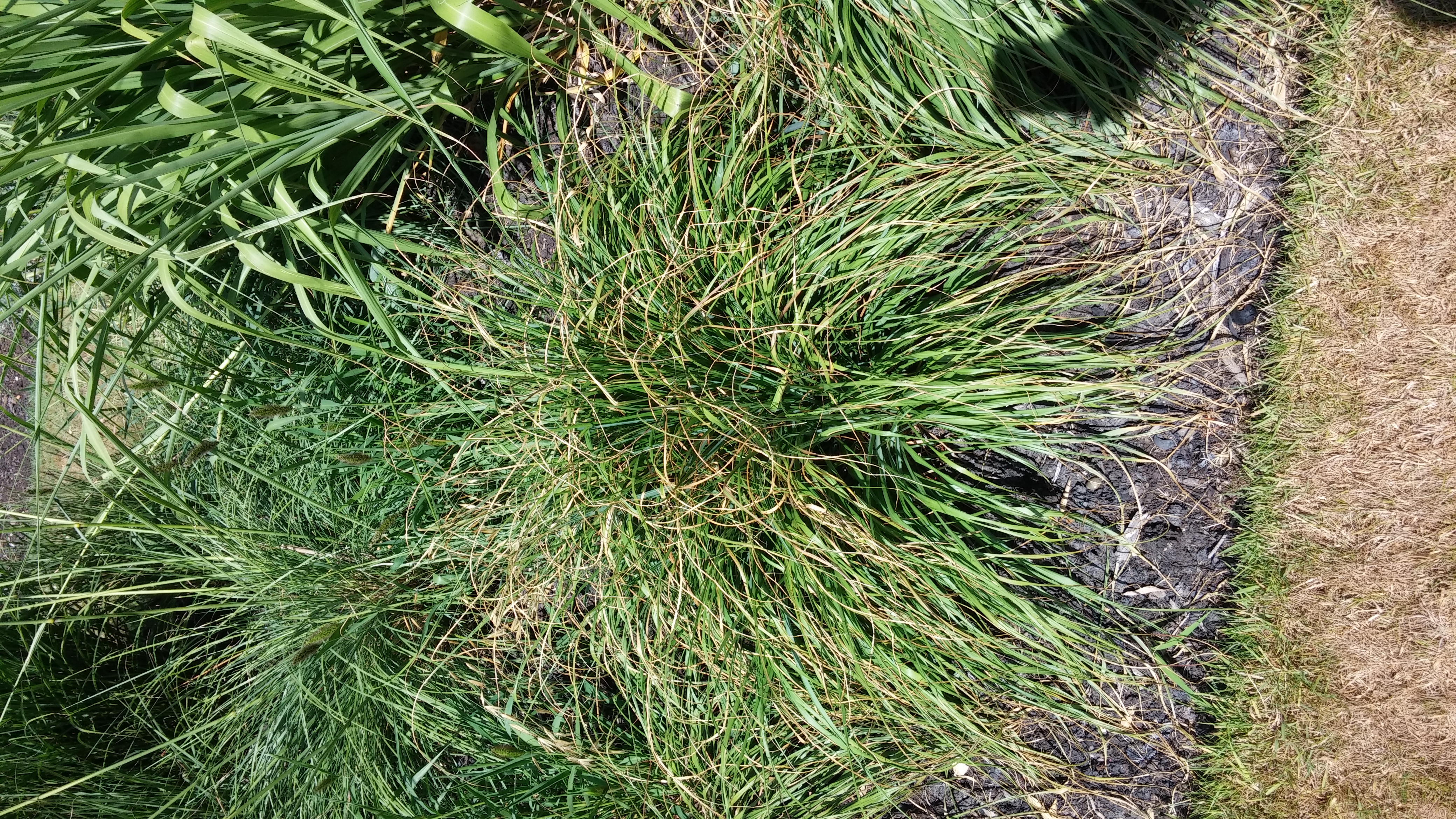 Pennisetum alopecuroides plantplacesimage20150704_151440.jpg