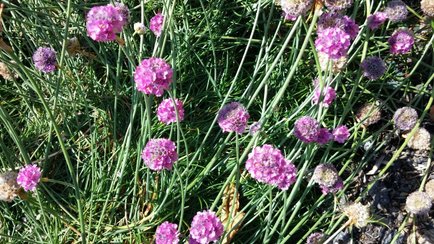 Armeria maritima plantplacesimage20150704_151859.jpg