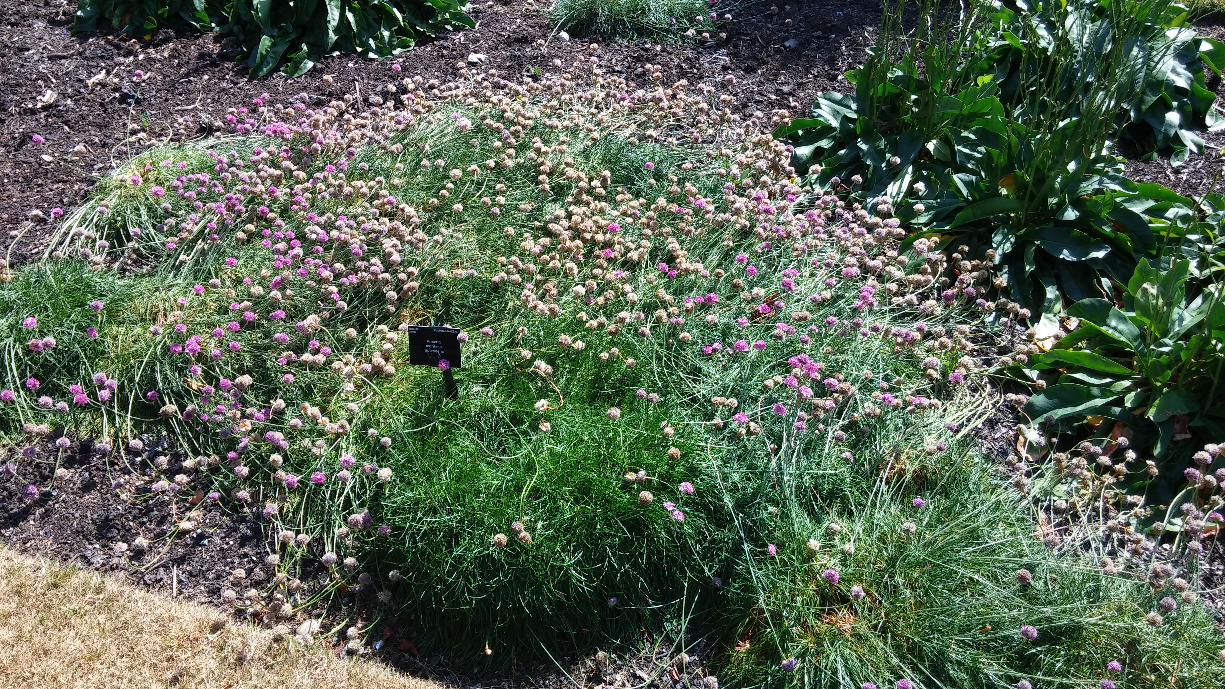 Armeria maritima plantplacesimage20150704_151913.jpg