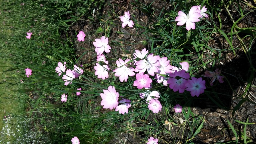 Silene coeli-rosa plantplacesimage20150704_152017.jpg