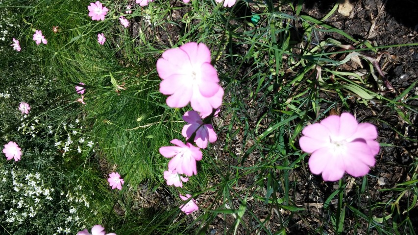 Silene coeli-rosa plantplacesimage20150704_152031.jpg