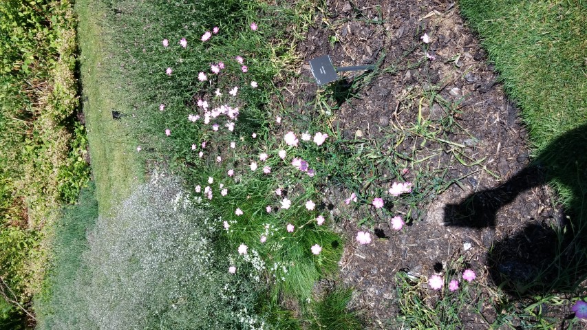 Silene coeli-rosa plantplacesimage20150704_152044.jpg