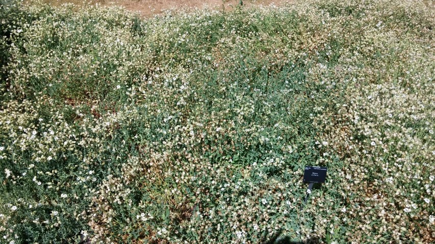 Silene uniflora plantplacesimage20150704_152256.jpg