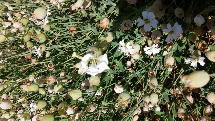 Silene uniflora plantplacesimage20150704_152312.jpg