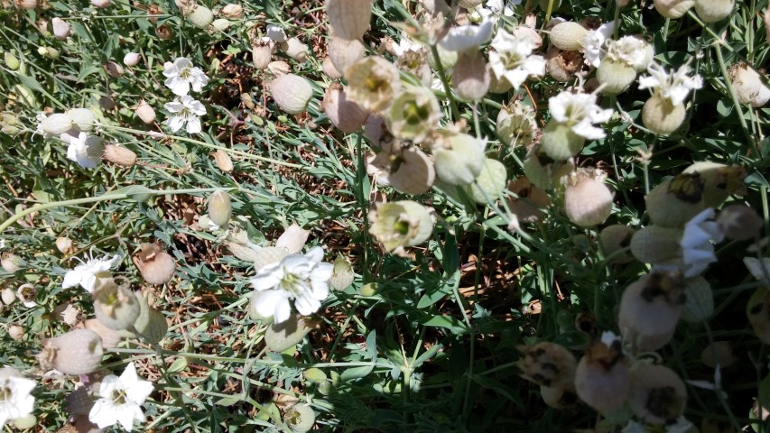 Silene uniflora plantplacesimage20150704_152329.jpg
