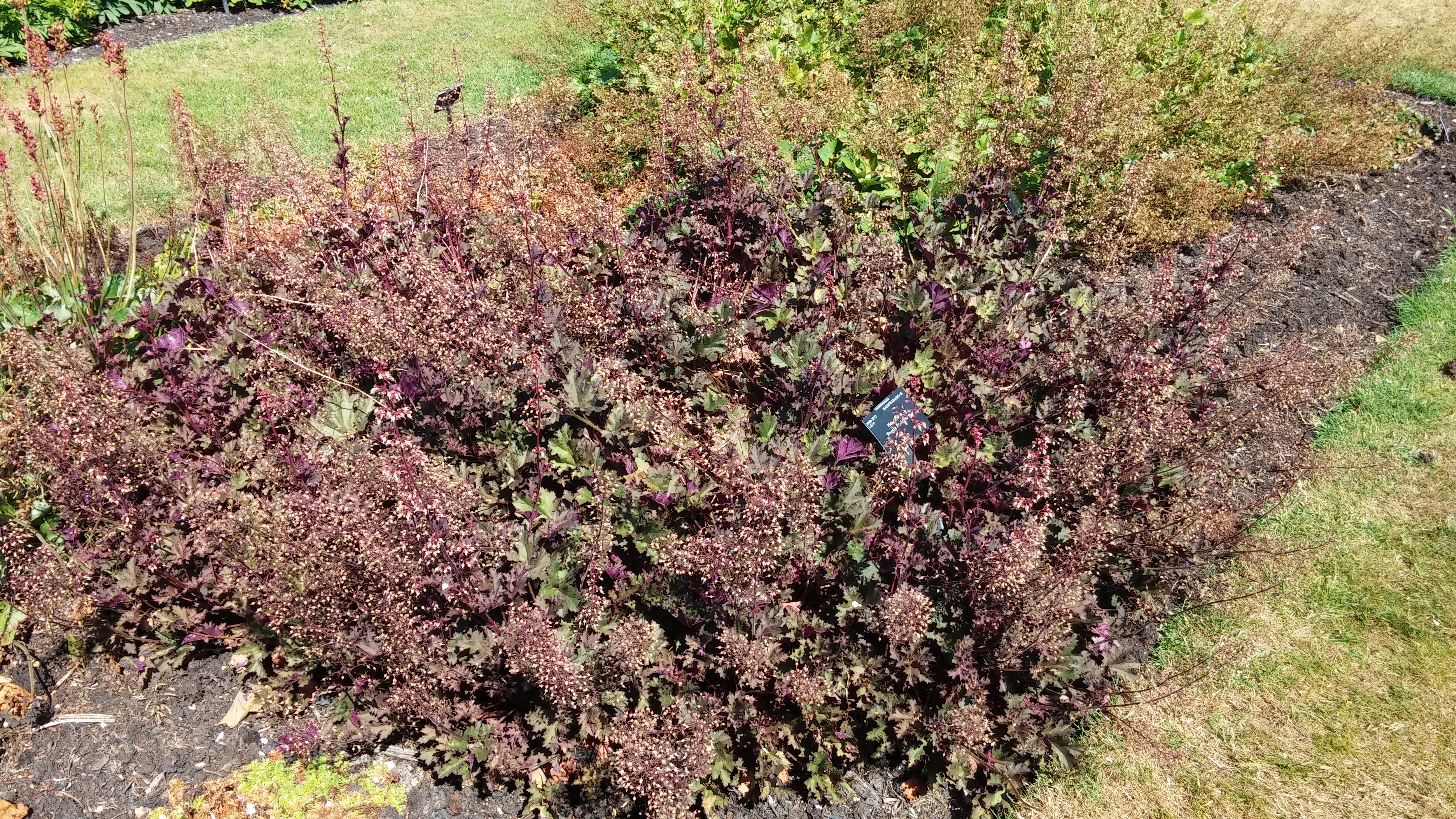 Heuchera spp plantplacesimage20150704_152543.jpg