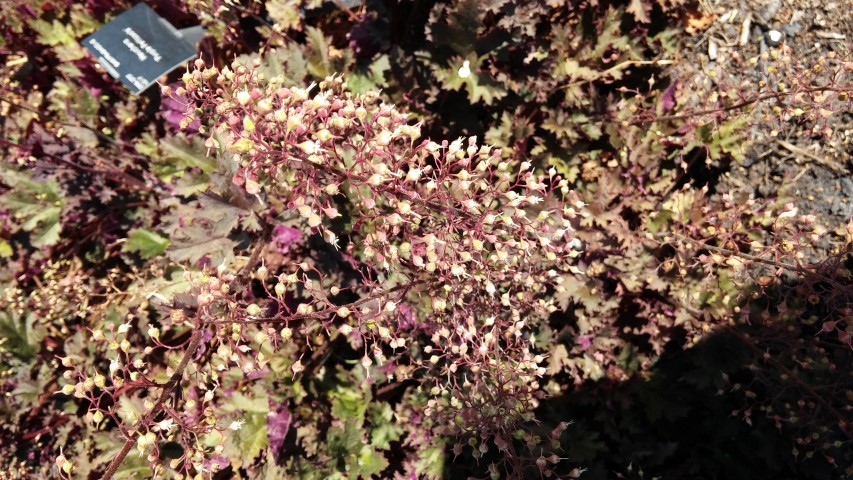 Heuchera spp plantplacesimage20150704_152604.jpg