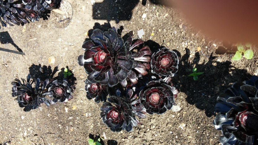 Aeonium arboreum plantplacesimage20150704_152749.jpg